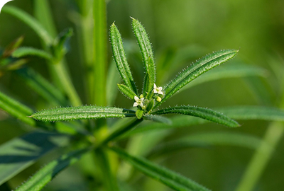 Cleavers