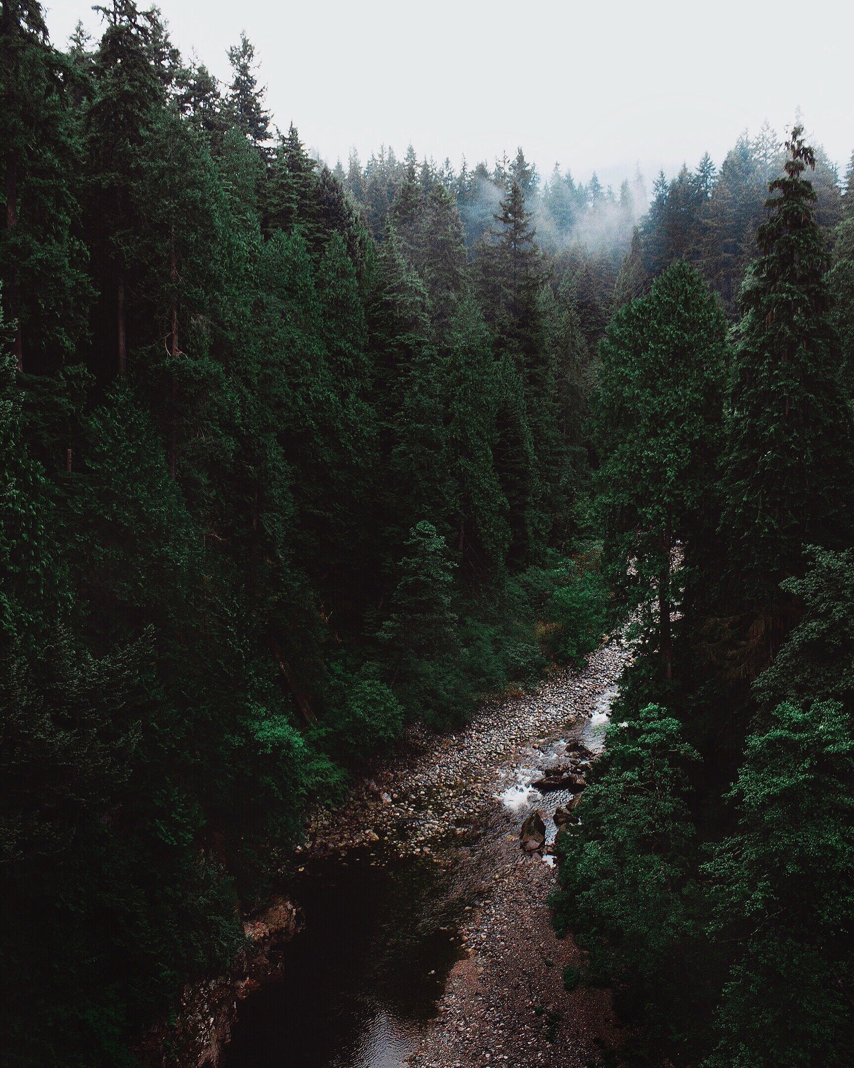 rocky-river-in-dense-forest.jpg